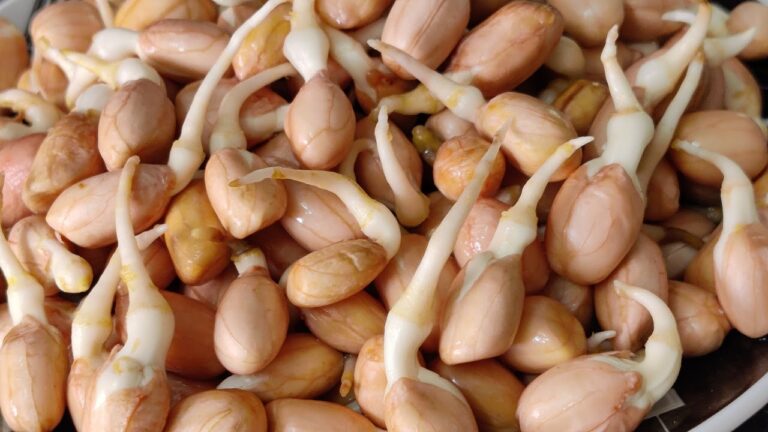 SPROUTING RAW PEANUTS: