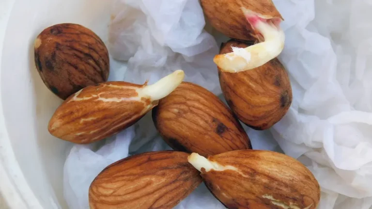 SPROUTING RAW ALMONDS: