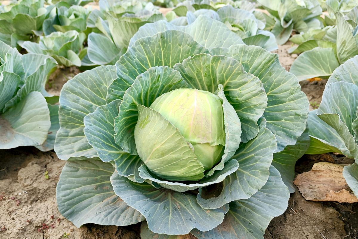 CABBAGE TONIC