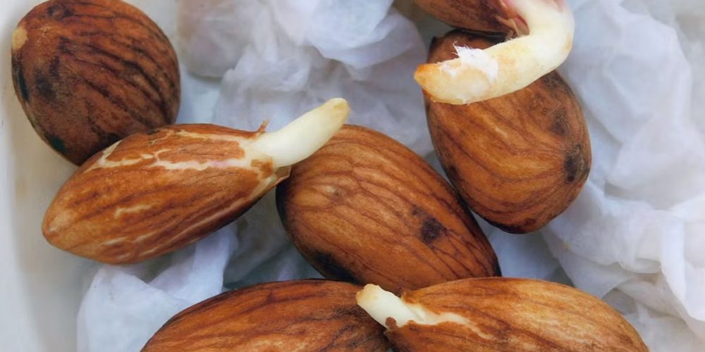 Spronting raw almonds