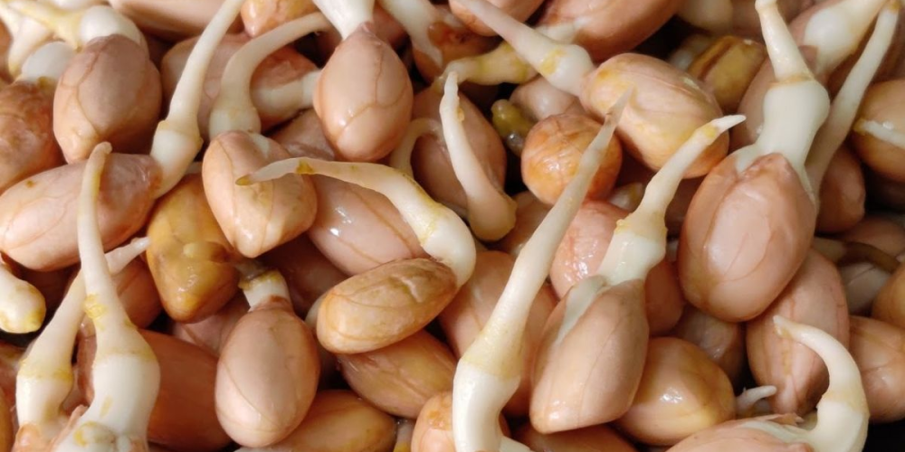 Spronting-raw-peanuts.webp